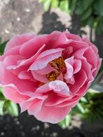 Pioenrozen Salmon Dream, Tuin en Terras, Planten | Tuinplanten, Overige soorten, Volle zon, Vaste plant, Ophalen of Verzenden