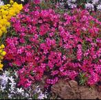 Phlox S. Scarlet Flame | Kruipflox | Chemievrij | P9, Bodembedekkers, Volle zon, Vaste plant, Ophalen of Verzenden