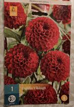 Dahlia Viking knollen (10 stuks); rode pompon, Tuin en Terras, Bloembollen en Zaden, Ophalen of Verzenden, Voorjaar, Volle zon