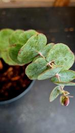 eucalyptus pulverulenta, Tuin en Terras, Planten | Bomen, Ophalen of Verzenden, Volle zon, Overige soorten