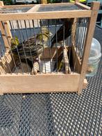 Te koop kanaries, Dieren en Toebehoren, Vogels | Kanaries, Meerdere dieren, Kleurkanarie