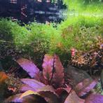 Levermos, Dieren en Toebehoren, Vissen | Aquaria en Toebehoren, Ophalen, Nieuw, Plant(en), Steen of Hout