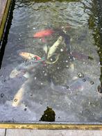 Koi’s te koop, Dieren en Toebehoren, Vissen | Vijvervissen, Karper of Koi