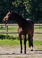 Prachtige allrounder zoekt 5 sterren thuis, Dieren en Toebehoren, Paarden, Merrie, Dressuurpaard, 3 tot 6 jaar