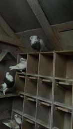 tilduiven kroppers, Dieren en Toebehoren, Vogels | Duiven, Meerdere dieren