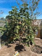 Fruitboompjes te koop, Overige soorten, 100 tot 250 cm, Zomer, Ophalen