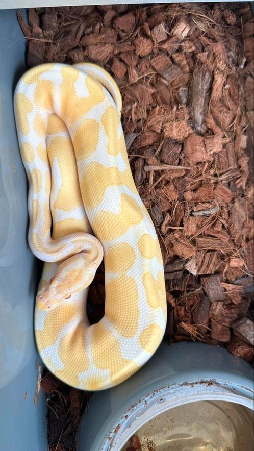 Albino het piebald mannen 2024 Ball Python, Dieren en Toebehoren, Reptielen en Amfibieën, Slang, 0 tot 2 jaar