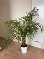 Kamerplant Chrysalidocarpus, Groene kamerplant, Ophalen of Verzenden, Palm, 100 tot 150 cm