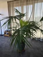 Kentia palm, Ophalen, 100 tot 150 cm, Overige soorten, Halfschaduw