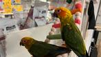 Süper tamme zonparkieten 2025, Meerdere dieren, Parkiet, Geringd