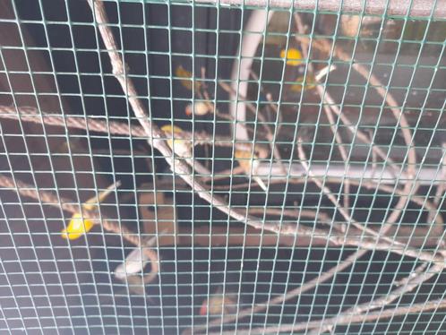 Raza's - agaat opaal geel mozaïk- hoso's, Dieren en Toebehoren, Vogels | Kanaries, Kleurkanarie, Meerdere dieren