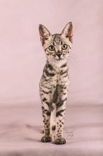 2 savannah poezen 1 jaar oud MEGA lief, Poes, Gechipt