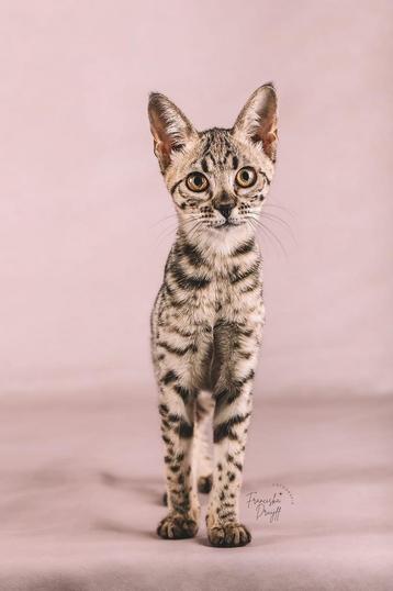 2 savannah poezen 1 jaar oud MEGA lief beschikbaar voor biedingen