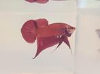 Betta splendens spadetail plakat man, Vis