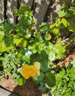 Gele Roos - Vaste Plant, Tuin en Terras, Planten | Tuinplanten, Volle zon, Vaste plant, Zomer, Ophalen