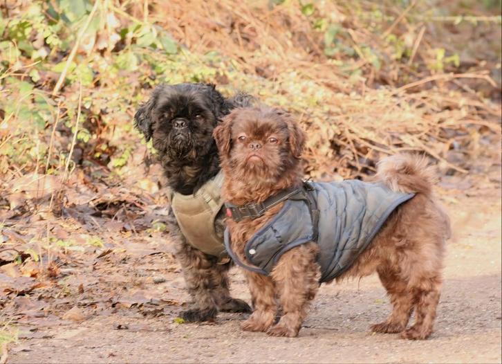 Twee Shih tzu reutjes van 7 jaar, Dieren en Toebehoren, Honden | Chihuahua's en Gezelschapshonden, Reu, Overige rassen, Particulier