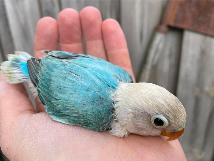 Jonge blauwe Agapornis fischeri split ino dwergpapegaai, Dieren en Toebehoren, Vogels | Parkieten en Papegaaien, Dwergpapegaai of Agapornis