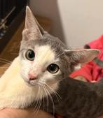 Devon rex  kittens, Dieren en Toebehoren, Meerdere dieren, Ontwormd, 0 tot 2 jaar