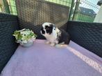 Super lief mooi Minilop voedstertje, Dieren en Toebehoren, Konijnen, Vrouwelijk, Dwerg, Hangoor, 0 tot 2 jaar