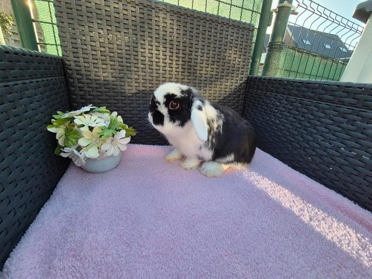 Super lief mooi Minilop voedstertje, Dieren en Toebehoren, Konijnen, Dwerg, Vrouwelijk, 0 tot 2 jaar, Hangoor