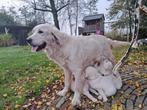 Prachtige golden retriever pups, Golden retriever, 8 tot 15 weken, Meerdere, Meerdere dieren