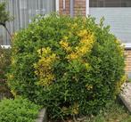 GRATIS struik  grote rond buxus, Ophalen, Buxus, Struik, 100 tot 250 cm