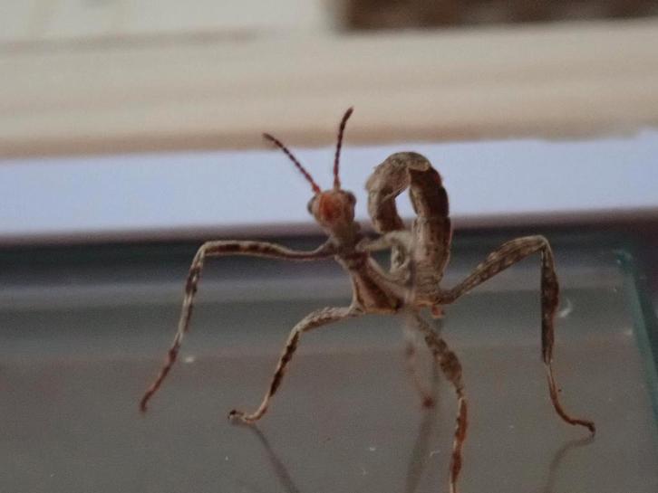 Australische flappentakken PSG 9, Dieren en Toebehoren, Insecten en Spinnen, Wandelende tak