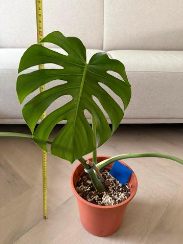 Monstera H:60 P:20 beschikbaar voor biedingen