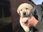 Ondeugende blonde labrador pups te koop !!!!, CDV (hondenziekte), 8 tot 15 weken, Labrador retriever, Meerdere