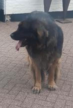 Leonberger pups, Dieren en Toebehoren, Rabiës (hondsdolheid), 8 tot 15 weken, Groot, Meerdere