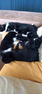 Prachtige en grappige kittens, Dieren en Toebehoren, Katten en Kittens | Overige Katten