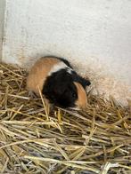 Jonge cavia, Dieren en Toebehoren, Augustus, Mannelijk, Cavia