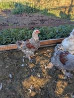 Brahma haan, Dieren en Toebehoren, Pluimvee, Mannelijk, Kip
