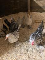 Te koop haan met 5 hennen sabelpoot kriel, Dieren en Toebehoren, Pluimvee, Meerdere dieren, Kip