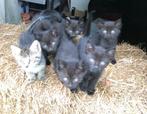 Kittens, Dieren en Toebehoren, Katten en Kittens | Raskatten | Korthaar, Meerdere dieren, Ontwormd, 0 tot 2 jaar