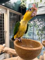 Roestkop caique, Papegaai