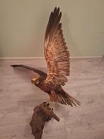 Opgezette Bruine Kiekendief. Vogel opgezet., Ophalen, Vogel, Opgezet dier