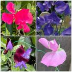 Zaden siererwt, diverse kleuren mix (Lathyrus odoratus), Tuin en Terras, Bloembollen en Zaden, Ophalen of Verzenden, Voorjaar