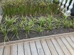 Drie soorten tuinplanten, Ophalen, Zomer, Overige soorten, Volle zon