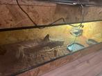 Baardegaam bearded dragon., Dieren en Toebehoren, Hagedis, Met terrarium, 0 tot 2 jaar