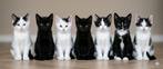 Kittens 12 weken oud, Meerdere dieren, Ontwormd, 0 tot 2 jaar