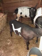 Te Koop mooi zwartbont geitenlam, Dieren en Toebehoren, Vrouwelijk, Geit, 0 tot 2 jaar
