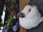 Kleurdwerg blauwrus, Dieren en Toebehoren, Mannelijk, Dwerg