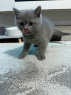 britse korthaar kittens, Dieren en Toebehoren, Katten en Kittens | Raskatten | Korthaar, Poes, Ontwormd