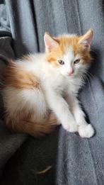 Kittens te koop, Dieren en Toebehoren, Katten en Kittens | Raskatten | Korthaar, Meerdere dieren, Ontwormd, 0 tot 2 jaar