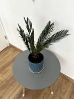 Cycas revoluta plant, Huis en Inrichting, Kamerplanten, Overige soorten, Minder dan 100 cm, Halfschaduw, In pot