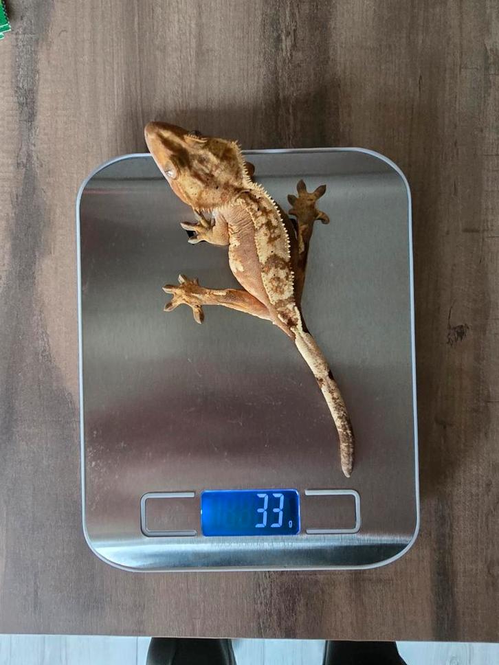 Wimpergekko's, 2 man & 3 vrouw