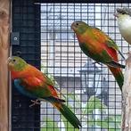 Turquosineparkiet, Dieren en Toebehoren, Vogels | Parkieten en Papegaaien, Meerdere dieren, Parkiet