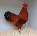 New Hampshire haan, Dieren en Toebehoren, Pluimvee, Mannelijk, Kip