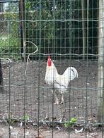 Haan, Dieren en Toebehoren, Pluimvee, Mannelijk, Kip